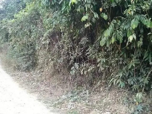 Imagem 11: Sítio À Venda, Zona Rural - Ponte Nova/Mg