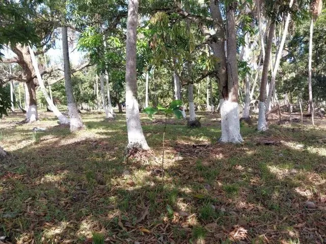 Imagem 1: Amp;Apos;&Amp;Apos;Terreno no Povoado Riacho Velho em Marechal Deodoro, Alagoas