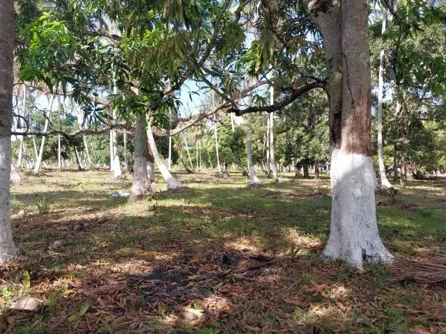 Imagem 8: Amp;Apos;&Amp;Apos;Terreno no Povoado Riacho Velho em Marechal Deodoro, Alagoas