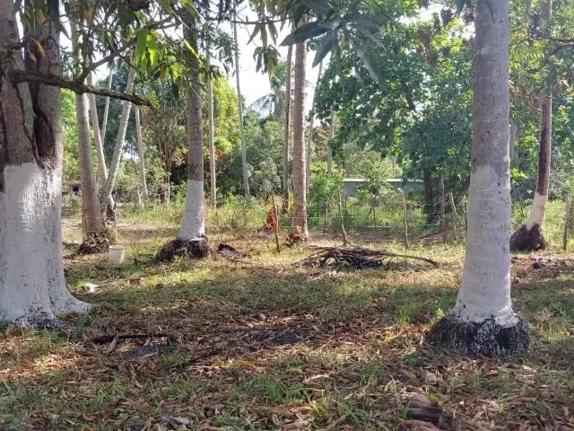 Imagem 2: Amp;Apos;&Amp;Apos;Terreno no Povoado Riacho Velho em Marechal Deodoro, Alagoas