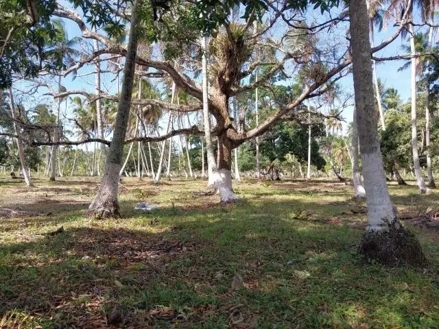 Imagem 3: Amp;Apos;&Amp;Apos;Terreno no Povoado Riacho Velho em Marechal Deodoro, Alagoas