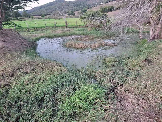 Imagem 11: Sítio para Venda em Palmeira dos Índios, Palmeira de Fora, 3 Dormitórios, 1 Suíte, 1