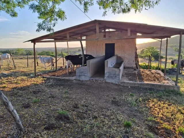 Imagem 4: Sítio para Venda em Palmeira dos Índios, Palmeira de Fora, 3 Dormitórios, 1 Suíte, 1