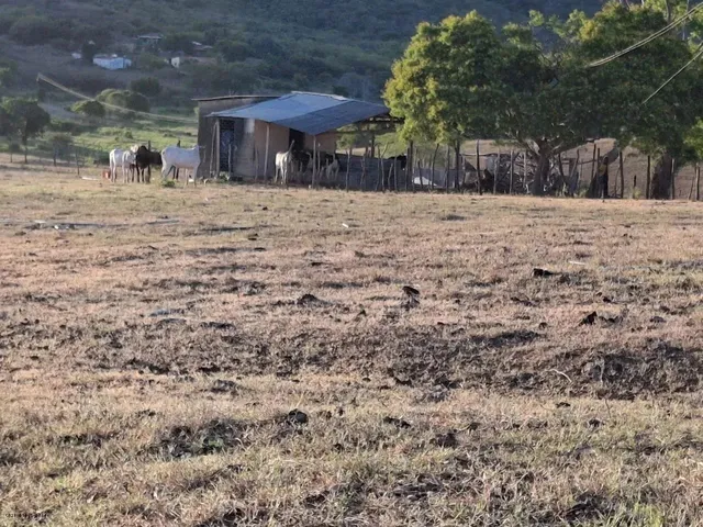 Imagem 9: Sítio para Venda em Palmeira dos Índios, Palmeira de Fora, 3 Dormitórios, 1 Suíte, 1