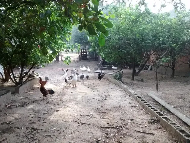 Imagem 4: Chácara Recanto dos Sonhos