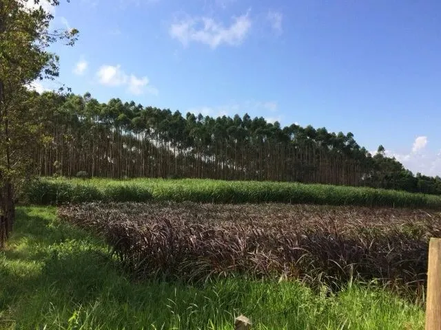 Imagem 12: Sorocaba Região Sitio 21,78 Hectares