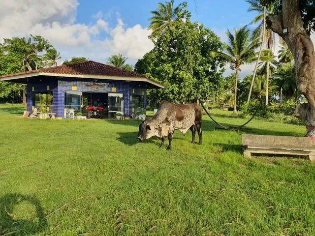 Imagem 14: Fazenda em Maragogipe com Píer
