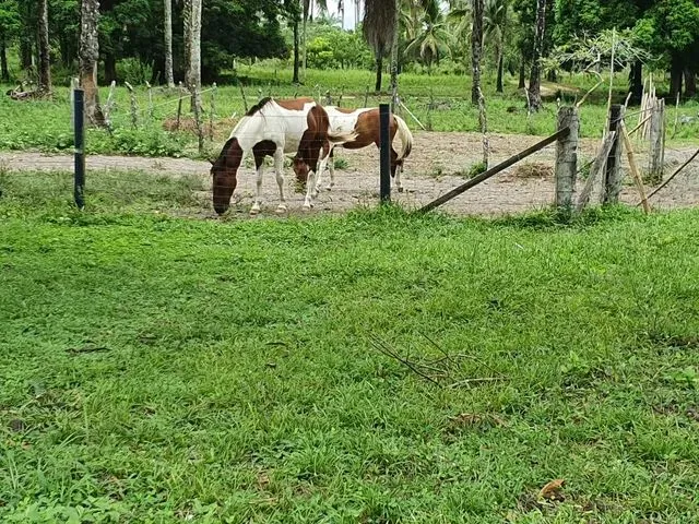 Imagem 7: Fazenda em Maragogipe com Píer