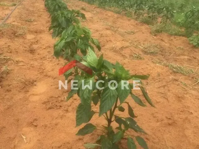 Imagem: Fazenda em Quijingue - Centro - Quijingue/Ba
