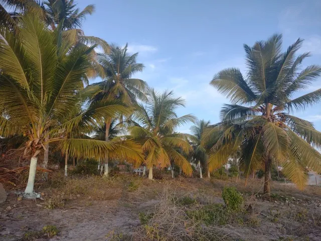 Imagem 7: Sítio Chácara com venda com preço sob consulta