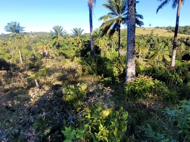 Imagem 14: Vendo Fazendinha em Valença Bahia