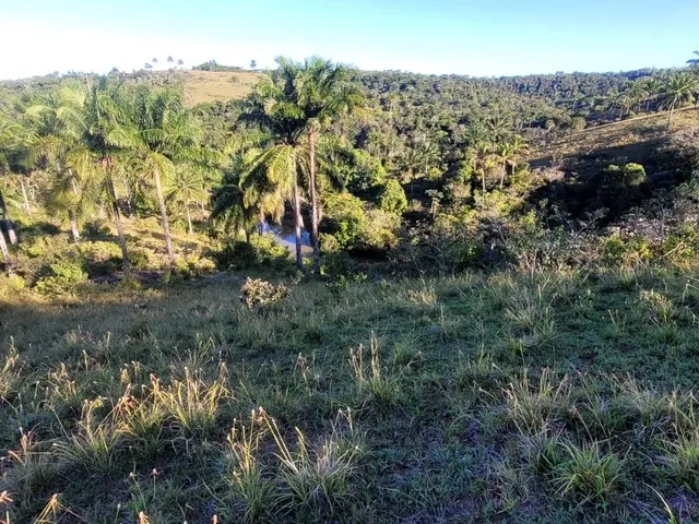 Imagem 7: Vendo Fazendinha em Valença Bahia