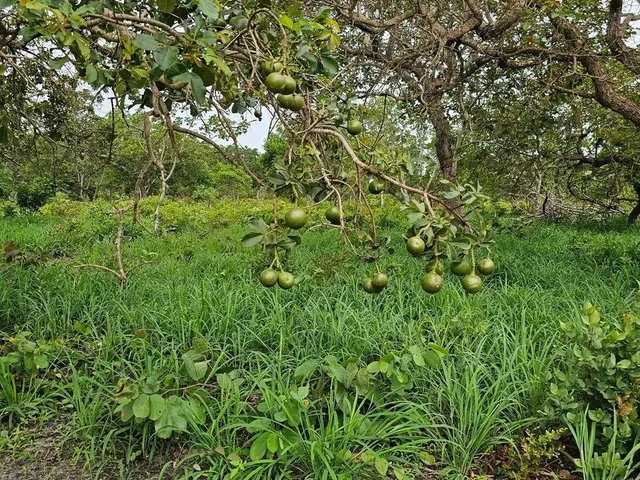 Imagem 3: Terreno de 2,75 Ha, a 18 Km da Cidade de Caetité-Ba O