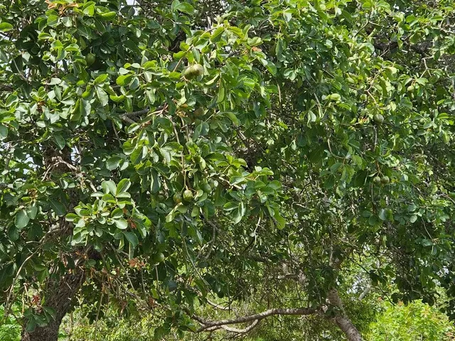 Imagem 5: Terreno de 2,75 Ha, a 18 Km da Cidade de Caetité-Ba O
