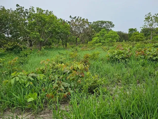 Imagem 7: Terreno de 2,75 Ha, a 18 Km da Cidade de Caetité-Ba O