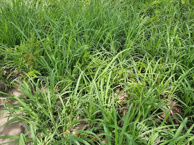 Imagem 8: Terreno de 2,75 Ha, a 18 Km da Cidade de Caetité-Ba O