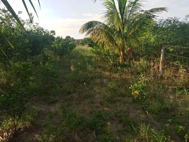 Imagem 5: Vendo Excelente Sítio em Laje