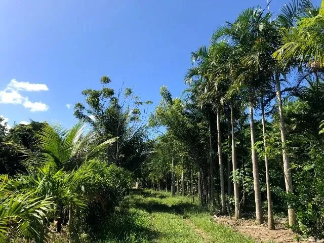 Imagem: Fazenda 80 Tarefas Vila Margarida / Itanagra