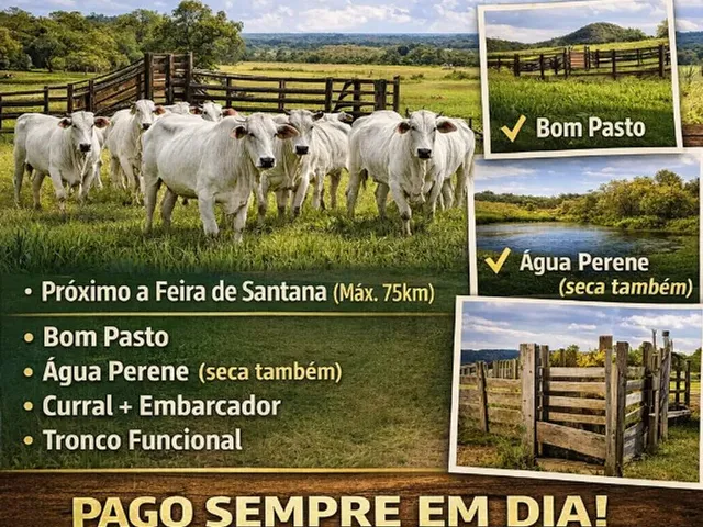Imagem: Busco Fazenda para Arrendamento Ou Aluguel