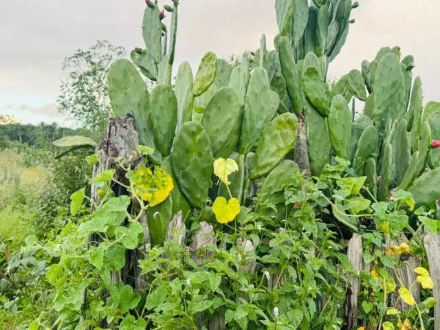 Imagem 9: Fazenda À 22Km de Itaberaba - 2415 Tarefas