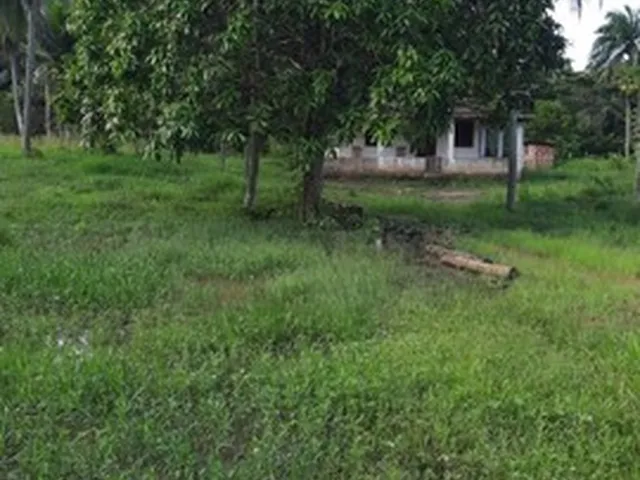 Imagem: Vendo Maravilhoso Sítio em Jaguaripe