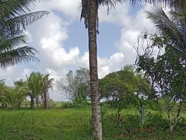 Imagem: Vendo Maravilhoso Sítio em Jaguaripe