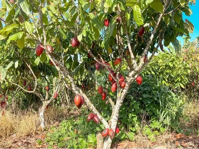 Imagem 3: Sitio de 10 Tarefas a Venda na Região da Várzea Valença Ba!