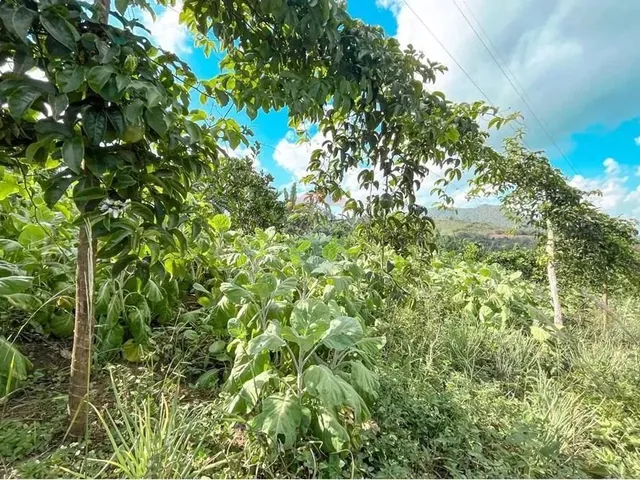 Imagem 2: Sitio de 10 Tarefas a Venda na Região da Várzea Valença Ba!