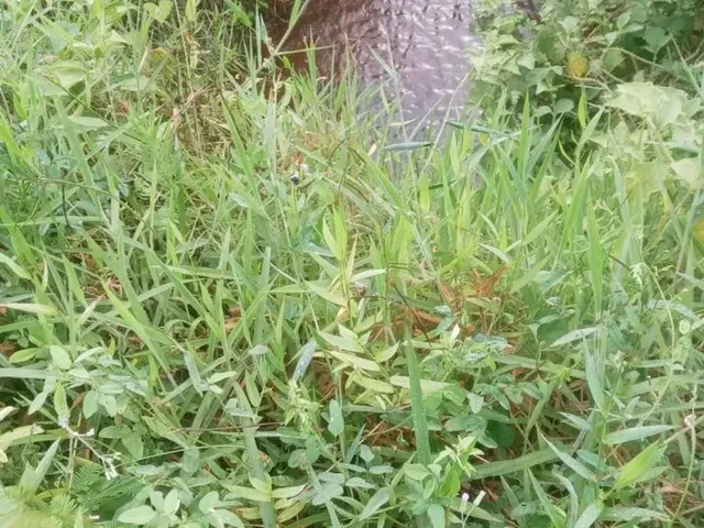 Imagem: Vendo Sítio em Jaguaripe Povoado Palma