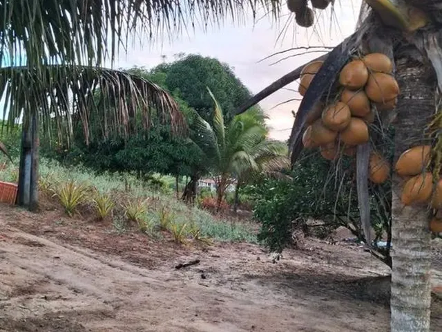 Imagem: Vendo Maravilhoso Sítio em Alagoinhas