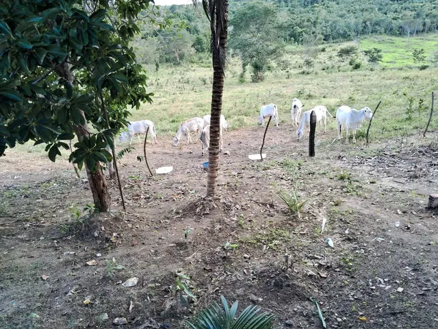 Imagem 7: Vendo Maravilhoso Sítio em Alagoinhas