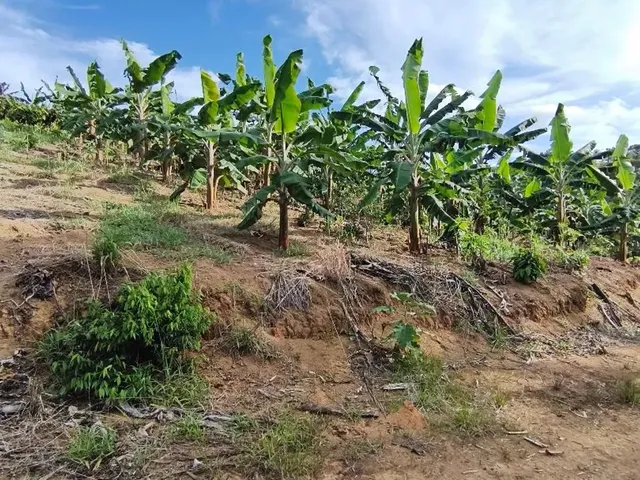 Imagem 5: Sitio 13 Ha Porteira Fechada