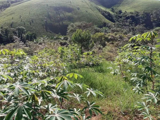 Imagem 1: Vendo Excelente Sítio em Jaguaripe