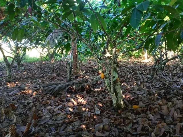 Imagem 2: Vendo Excelente Sítio em Jaguaripe