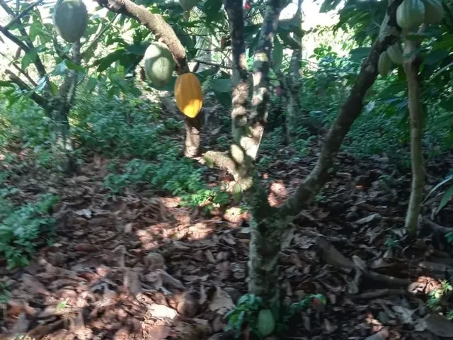 Imagem 4: Vendo Excelente Sítio em Jaguaripe