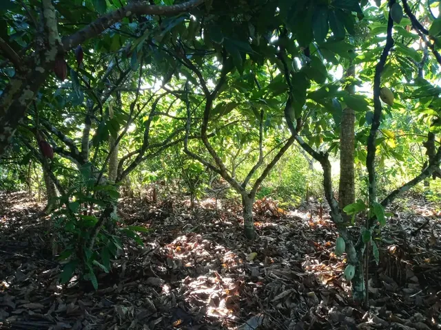 Imagem 5: Vendo Excelente Sítio em Jaguaripe