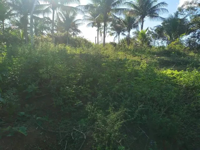 Imagem 6: Vendo Excelente Sítio em Jaguaripe