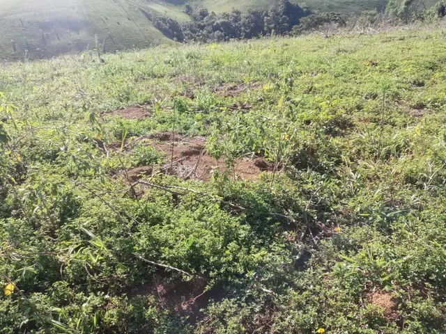 Imagem 9: Vendo Excelente Sítio em Jaguaripe
