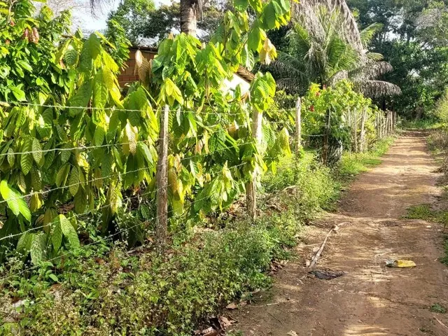 Imagem 5: Vendo Sítio em Valença Bahia