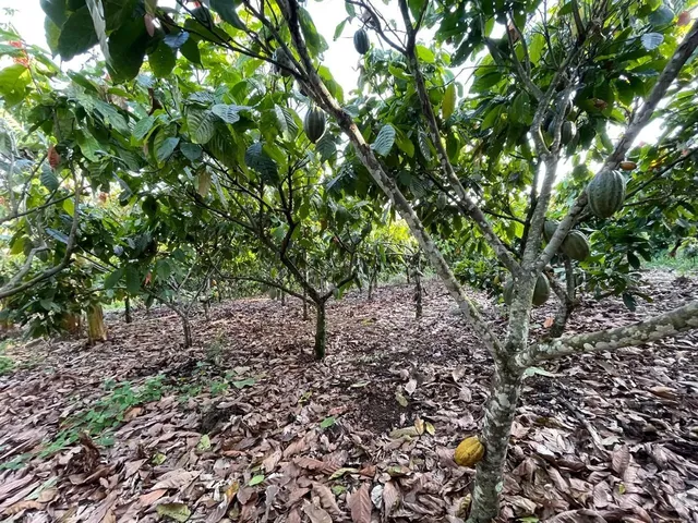 Imagem 4: Vendo Maraviloso Sitio em Valenca
