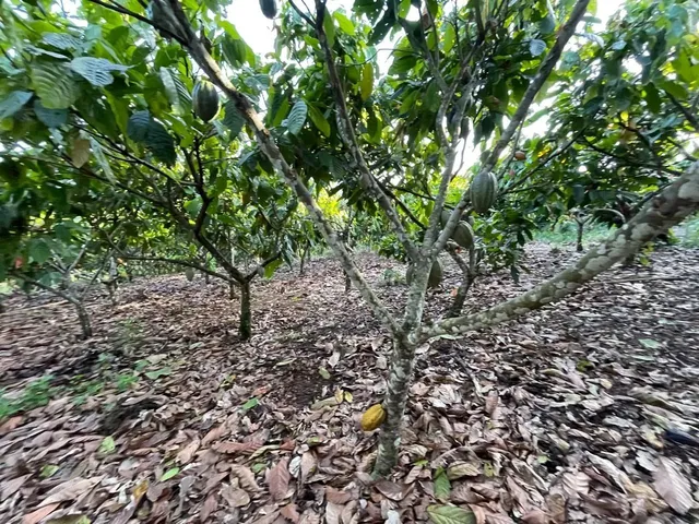 Imagem 5: Vendo Maraviloso Sitio em Valenca