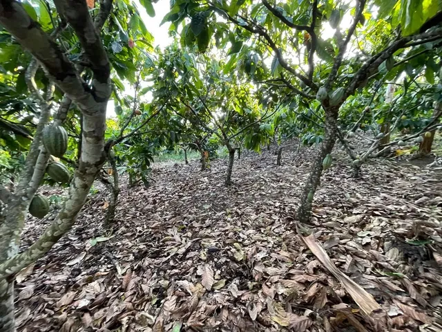 Imagem 6: Vendo Maraviloso Sitio em Valenca