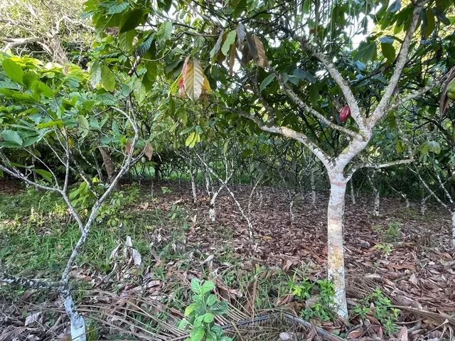 Imagem 8: Vendo Maraviloso Sitio em Valenca