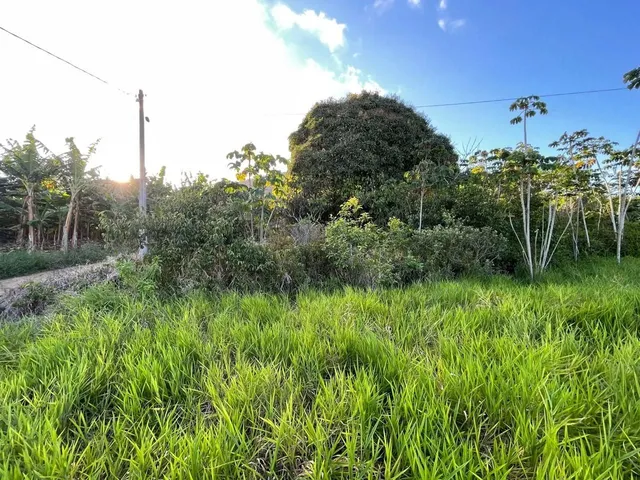 Imagem 15: Vendo Maraviloso Sitio em Valenca
