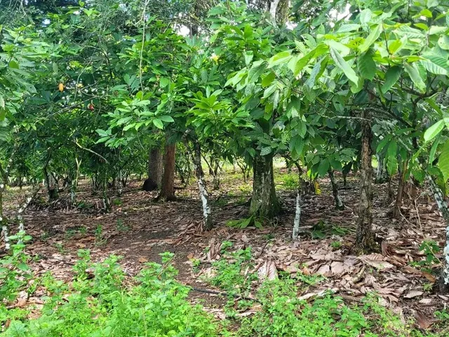 Imagem 3: Vendo Excelente Sítio em Valença Bahia