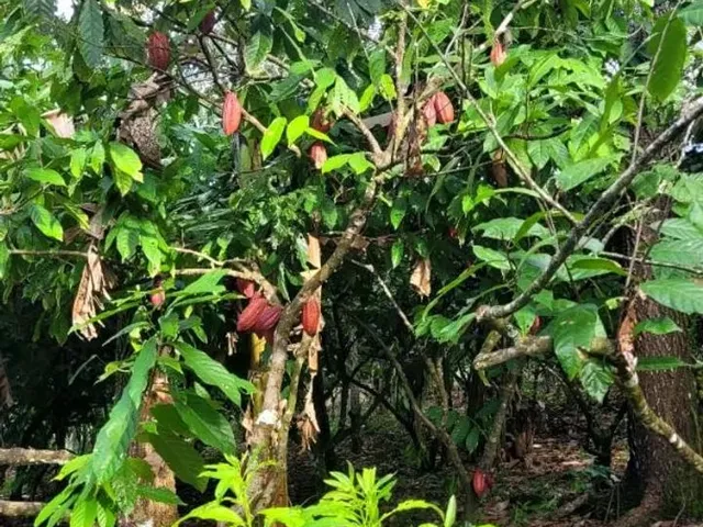 Imagem 5: Vendo Excelente Sítio em Valença Bahia