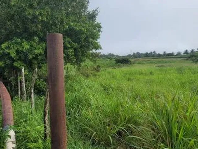 Imagem: Vendo Excelente Sítio em Alagoinhas
