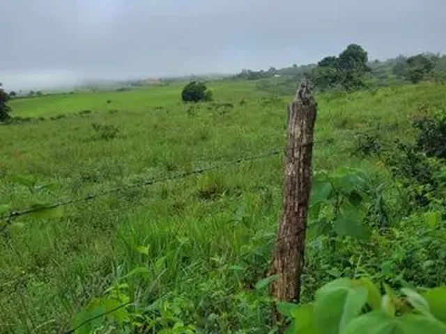 Imagem 4: Vendo Excelente Sítio em Alagoinhas