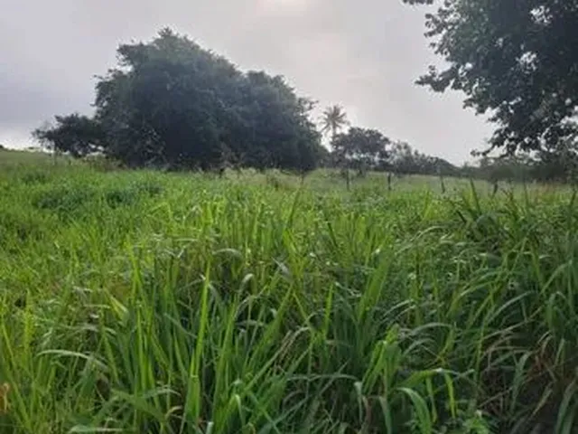 Imagem 5: Vendo Excelente Sítio em Alagoinhas