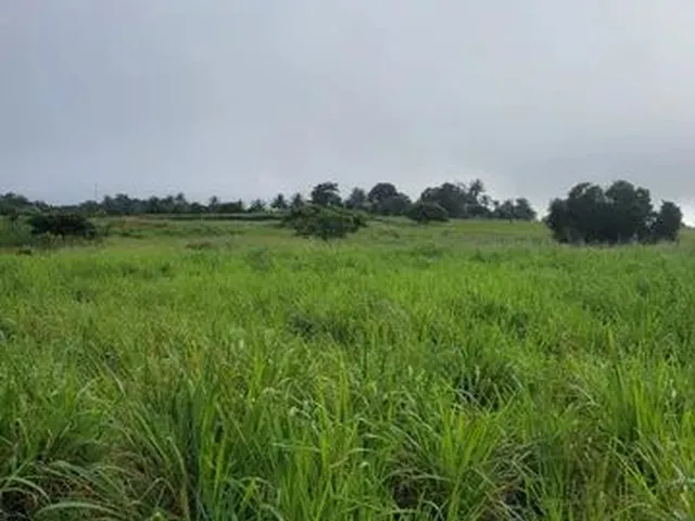 Imagem 6: Vendo Excelente Sítio em Alagoinhas